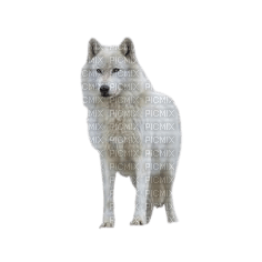 Loup blanc - png ฟรี