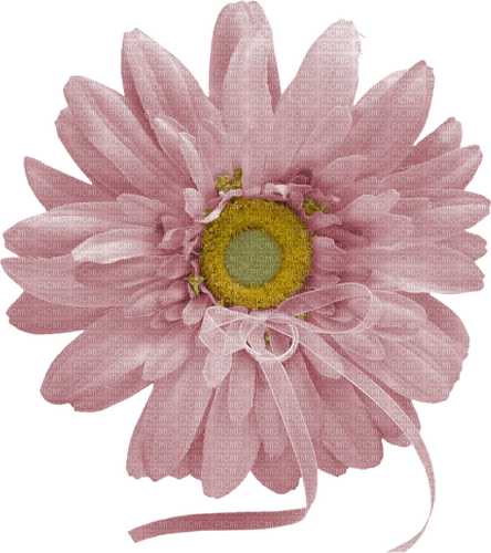 gala flowers - kostenlos png