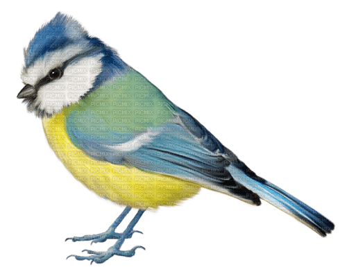 blue bird kikkapink deco - ücretsiz png