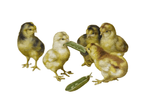 chicks and peapod - ilmainen png