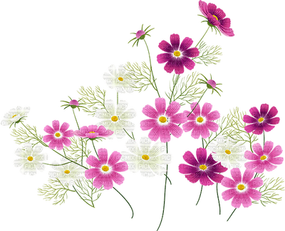 Fleur.Flower.Plants.Victoriabea - Free PNG