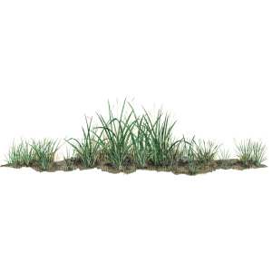 gala grass - ücretsiz png