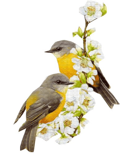 Vögel, gelb, Blüten, - 免费PNG