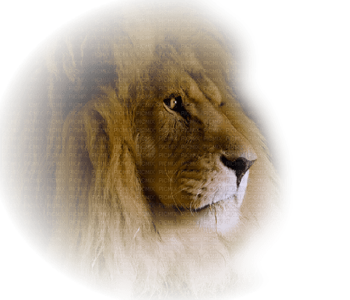 lion - png gratis