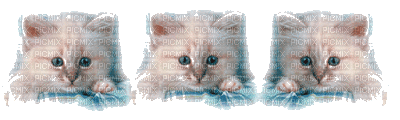 chats - GIF animado grátis