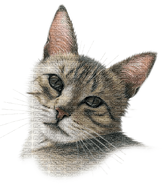 Tube Animaux Chat - PNG gratuit