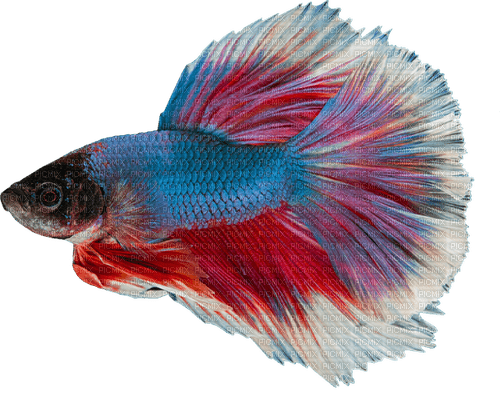 fish - PNG gratuit