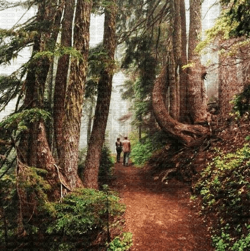 Rena Wald Hintergrund - png ฟรี