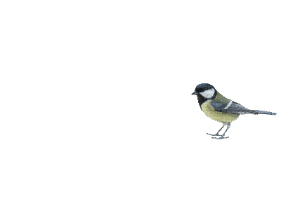 bird - Free animated GIF