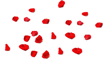 petalas rosa vermelhas-l - PNG gratuit