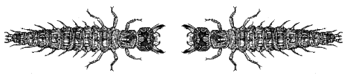 hellgrammites by larvalbug bytes - Безплатен анимиран GIF