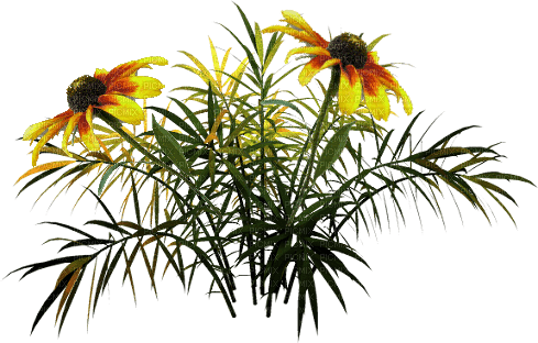 Flores amarillas - png gratis