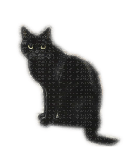 Rena black Cat Katze - png ฟรี