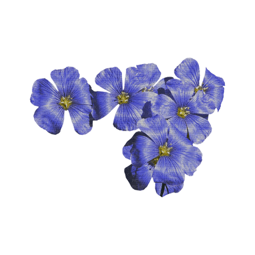kikkapink deco scrap blue flowers - Free PNG