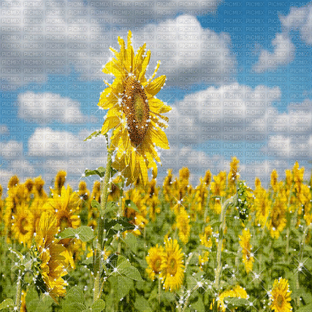 kikkapink background spring flowers field - Gratis geanimeerde GIF