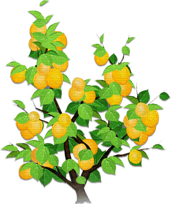 soave deco orange summer fruit citrus  orange - фрее пнг