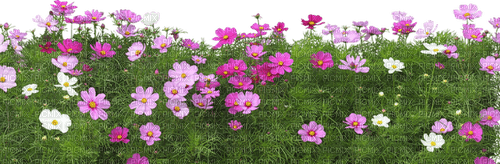 fleurs - png gratuito
