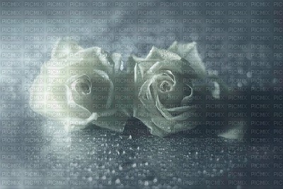 Roses Blanches - Free PNG