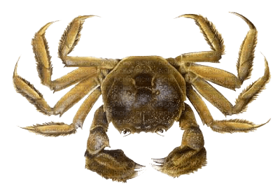 Kaz_Creations Crab - бесплатно png