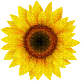 Kaz_Creations Deco Flowers Sunflower Flower - png grátis