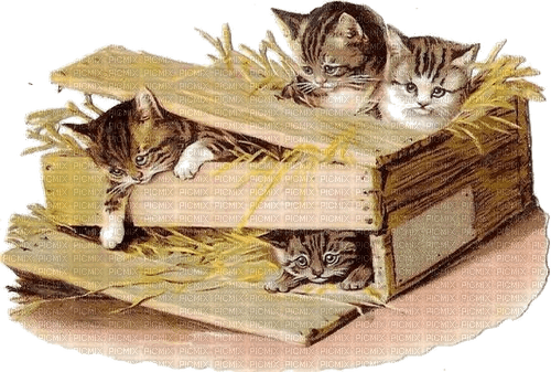 Katzen, Cats, Kiste - ingyenes png