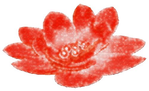 Animated.Flower.Pearls.Red - By KittyKatLuv65 - GIF animé gratuit