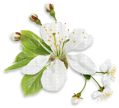 Kaz_Creations Spring Flowers - nemokama png
