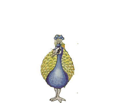 Kaz_Creations Birds Bird Animated Peacock - Gratis animerad GIF