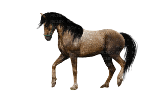 horse katrin - ücretsiz png
