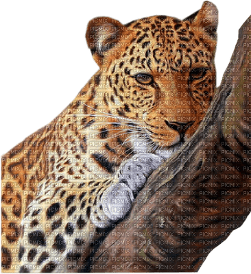 leopard - png grátis