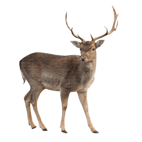 Hirsch, Reh, Deer - png gratis