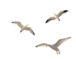 fåglar-fågel - PNG gratuit