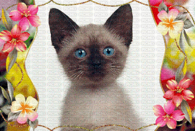 cat by nataliplus - Besplatni animirani GIF
