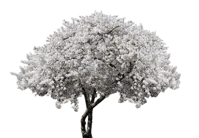 tree, puu - δωρεάν png
