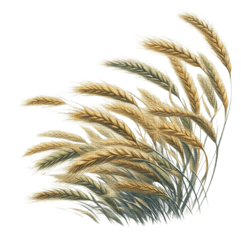 blé - PNG gratuit