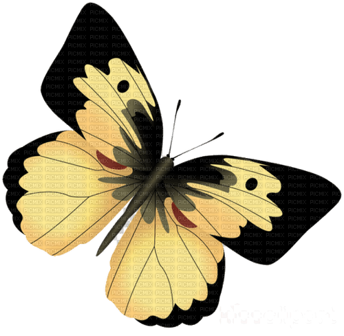 butterfly  Bb2 - Free PNG
