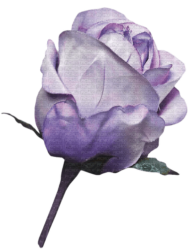 purple rose 3 - nemokama png
