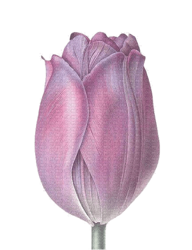 Tulpe, Violette - darmowe png