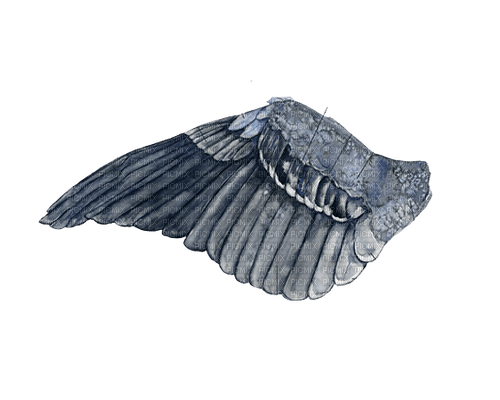 silver wings - png gratuito