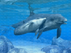 Dolphins- NitsaPap - Zdarma animovaný GIF