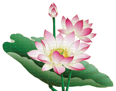 lotus flowers bp - PNG gratuit