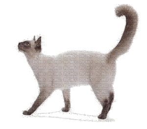 gato,cats-l - Ingyenes animált GIF