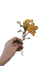 hands flower - безплатен png