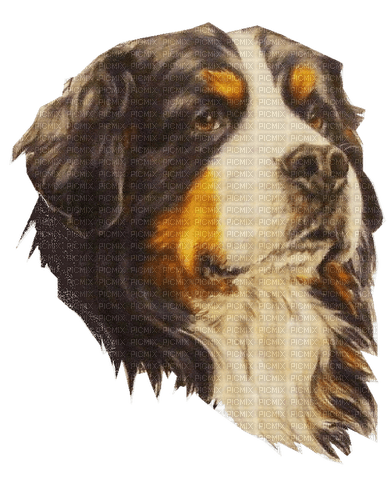 chien - zadarmo png