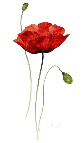 fleurs coquelicot - 無料png