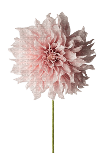 fleur dalhia rose pale - gratis png