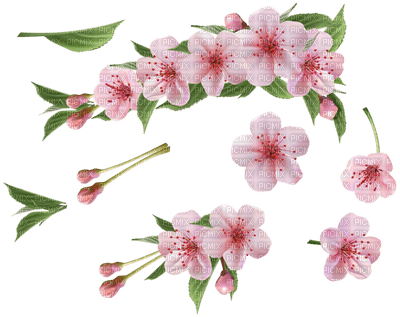 Kaz_Creations Flowers Flower Branch - darmowe png