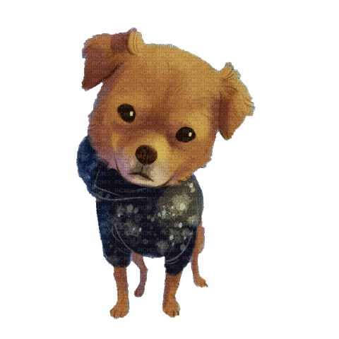 Dog in Leather Jacket - 免费动画 GIF