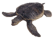 tortue - GIF animate gratis