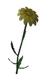 fleur jaune.Cheyenne63 - Gratis geanimeerde GIF